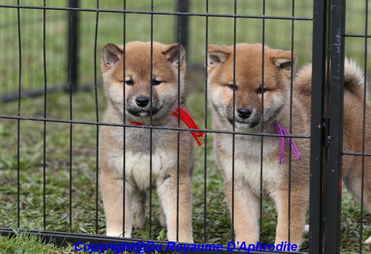 Shiba Inu LOF