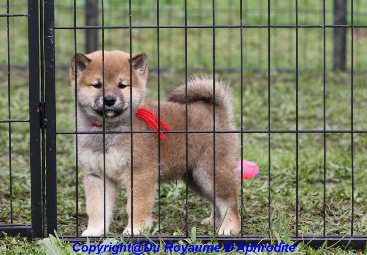 Shiba Inu LOF