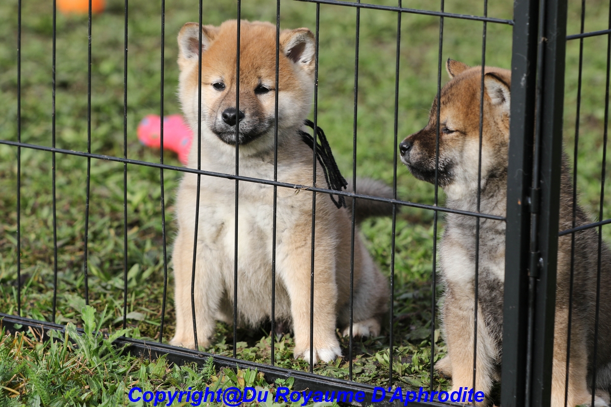 Shiba Inu LOF