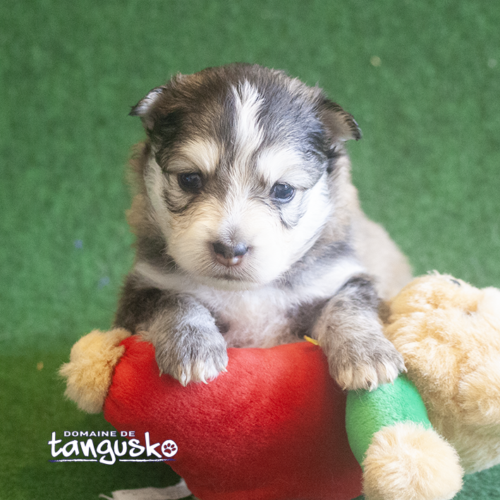 DISPONIBLE À L'ADOPTION - Chiot FINNOIS DE LAPONIE - Mâle Charbonné au collier gris