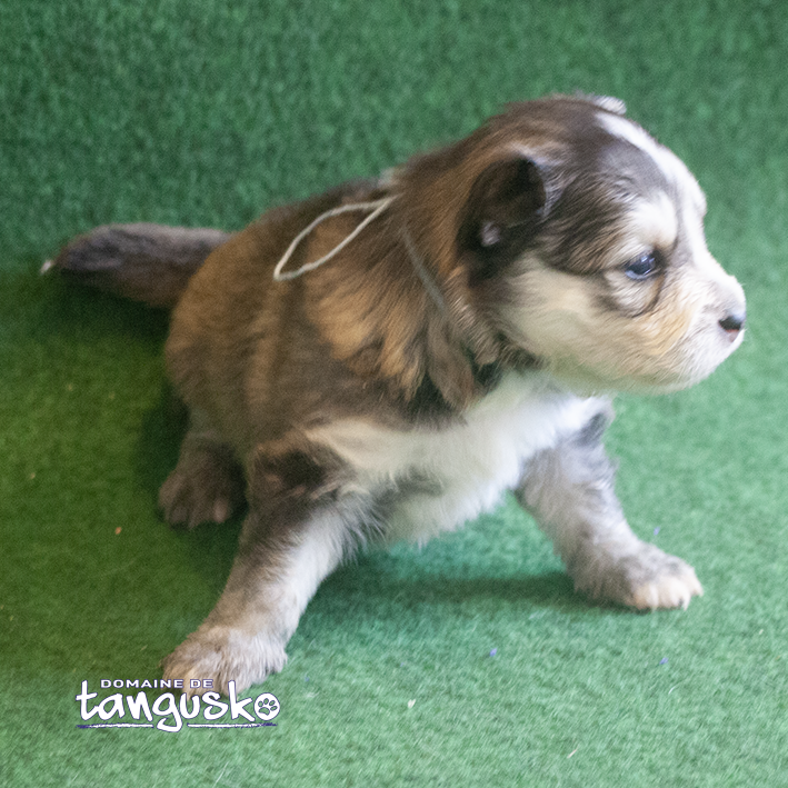 DISPONIBLE À L'ADOPTION - Chiot FINNOIS DE LAPONIE - Mâle Charbonné au collier gris