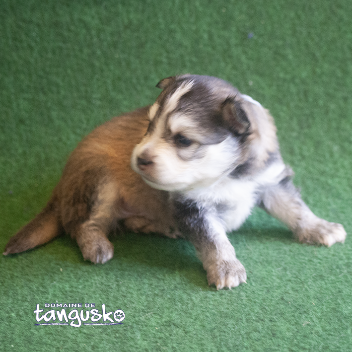 DISPONIBLE À L'ADOPTION - Chiot FINNOIS DE LAPONIE - Mâle Charbonné au collier gris