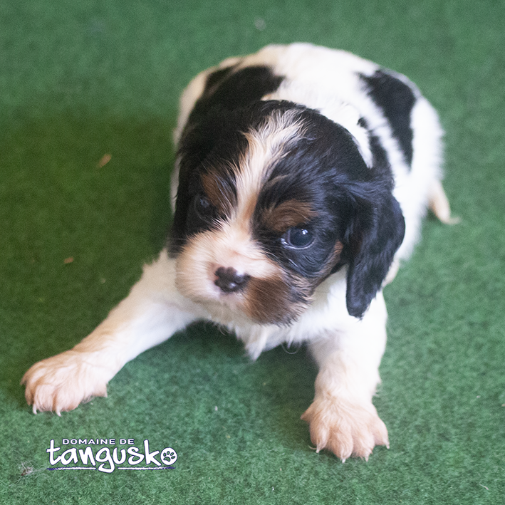 DISPONIBLE À L'ADOPTION - Chiot CAVALIER KING CHARLE - Femelle Tricolore au collier beige