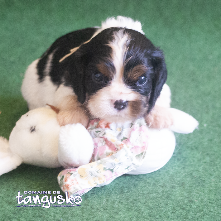 DISPONIBLE À L'ADOPTION - Chiot CAVALIER KING CHARLE - Femelle Tricolore au collier beige