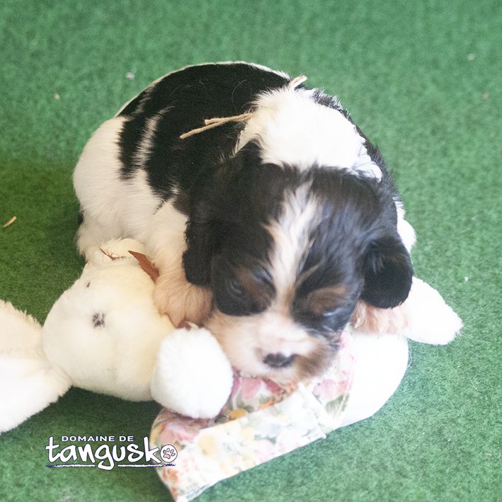 DISPONIBLE À L'ADOPTION - Chiot CAVALIER KING CHARLE - Femelle Tricolore au collier beige