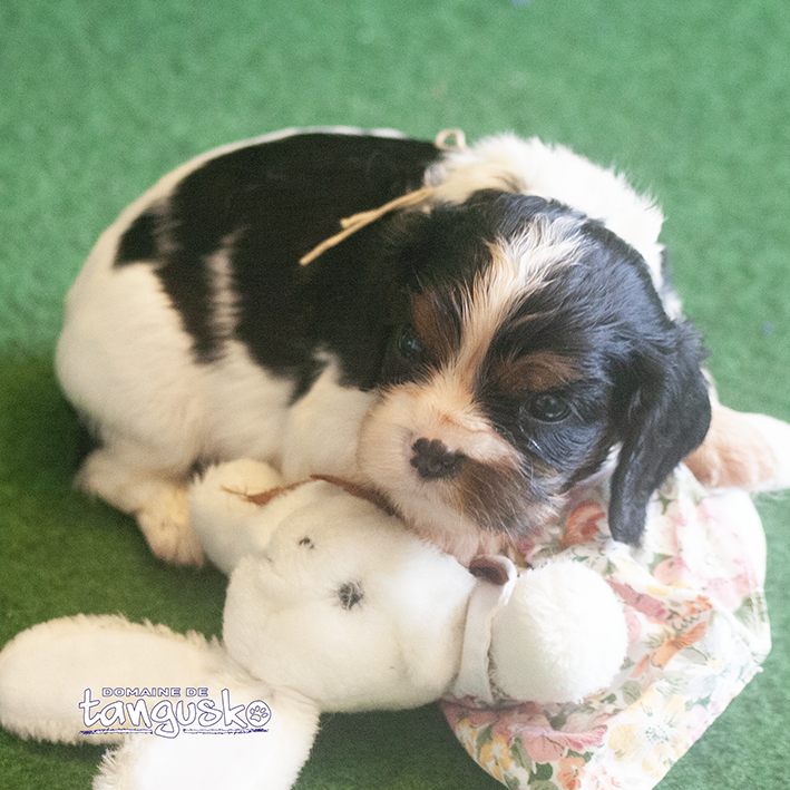 DISPONIBLE À L'ADOPTION - Chiot CAVALIER KING CHARLE - Femelle Tricolore au collier beige