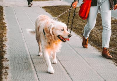 Un chien de race Golden retriever se balade en laisse avec son maître. 