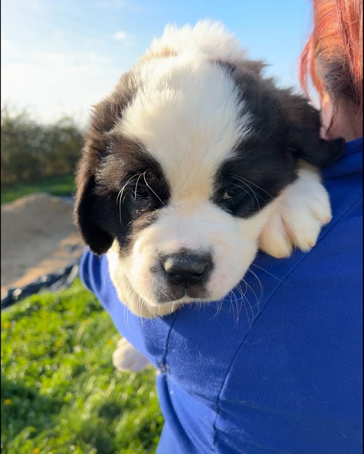 Chiot saint bernard mâle poil long LOF