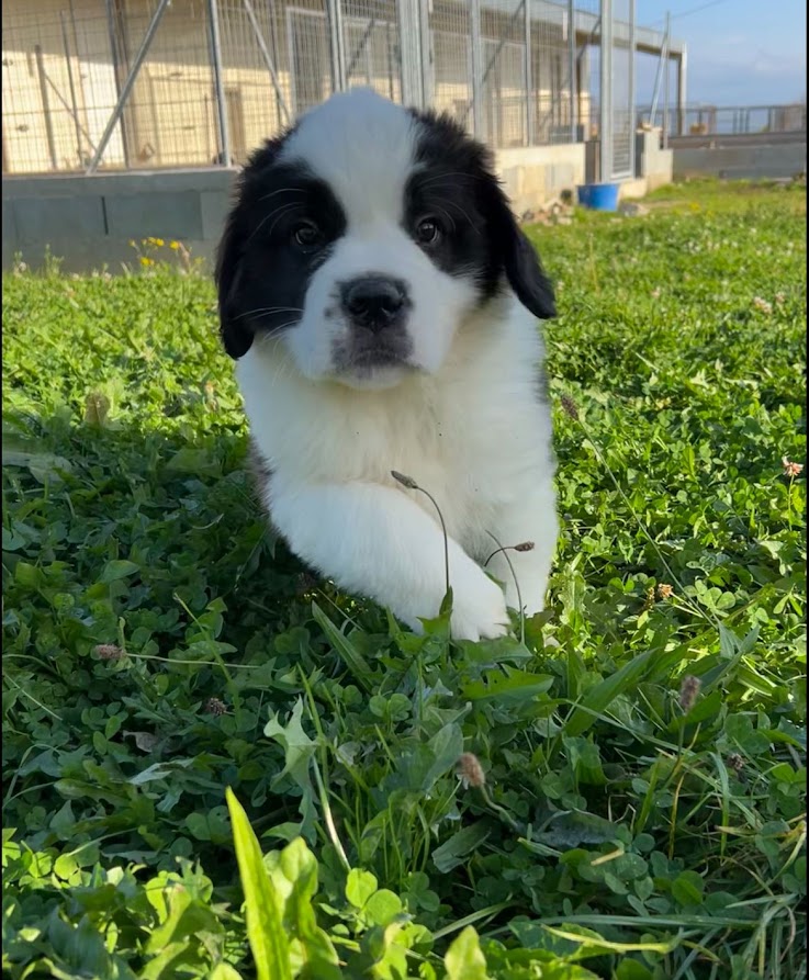 Chiot saint bernard mâle poil long LOF