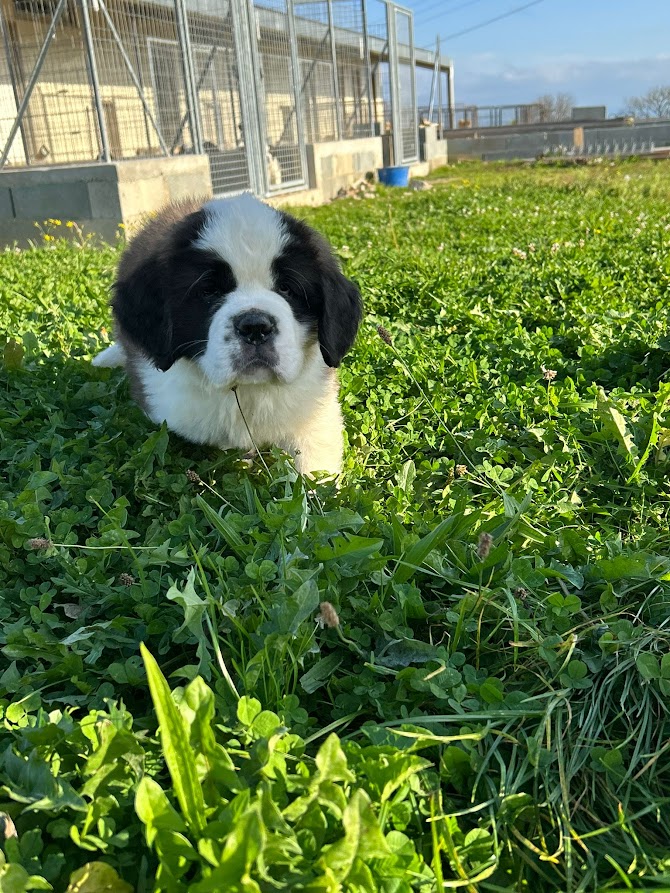 Chiot saint bernard mâle poil long LOF