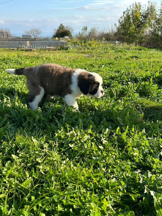 Chiot saint bernard mâle poil long LOF