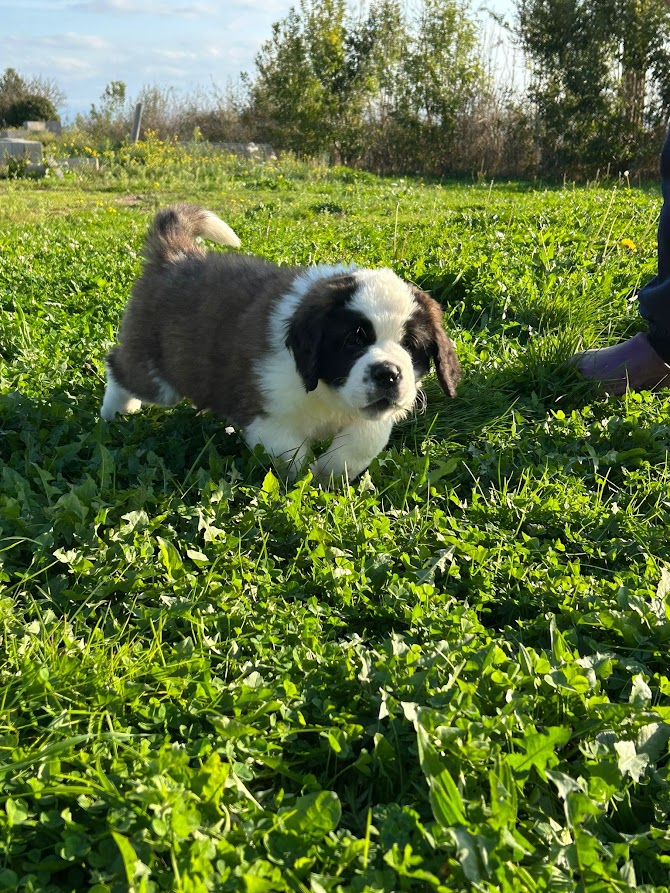 Chiot saint bernard mâle poil long LOF