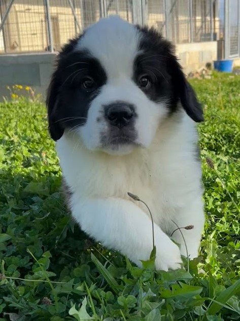 Chiot saint bernard mâle poil long LOF