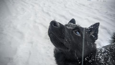 Race de chien