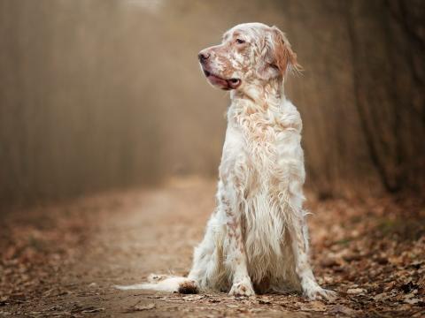 Race de chien