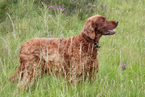 Race de chien