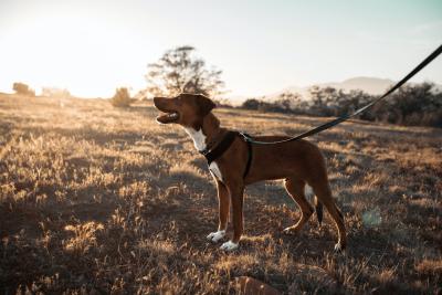 Blog Whoof : un chien marron et blanc en laisse en pleine nature pendant un coucher de soleil