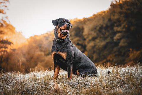 Race de chien