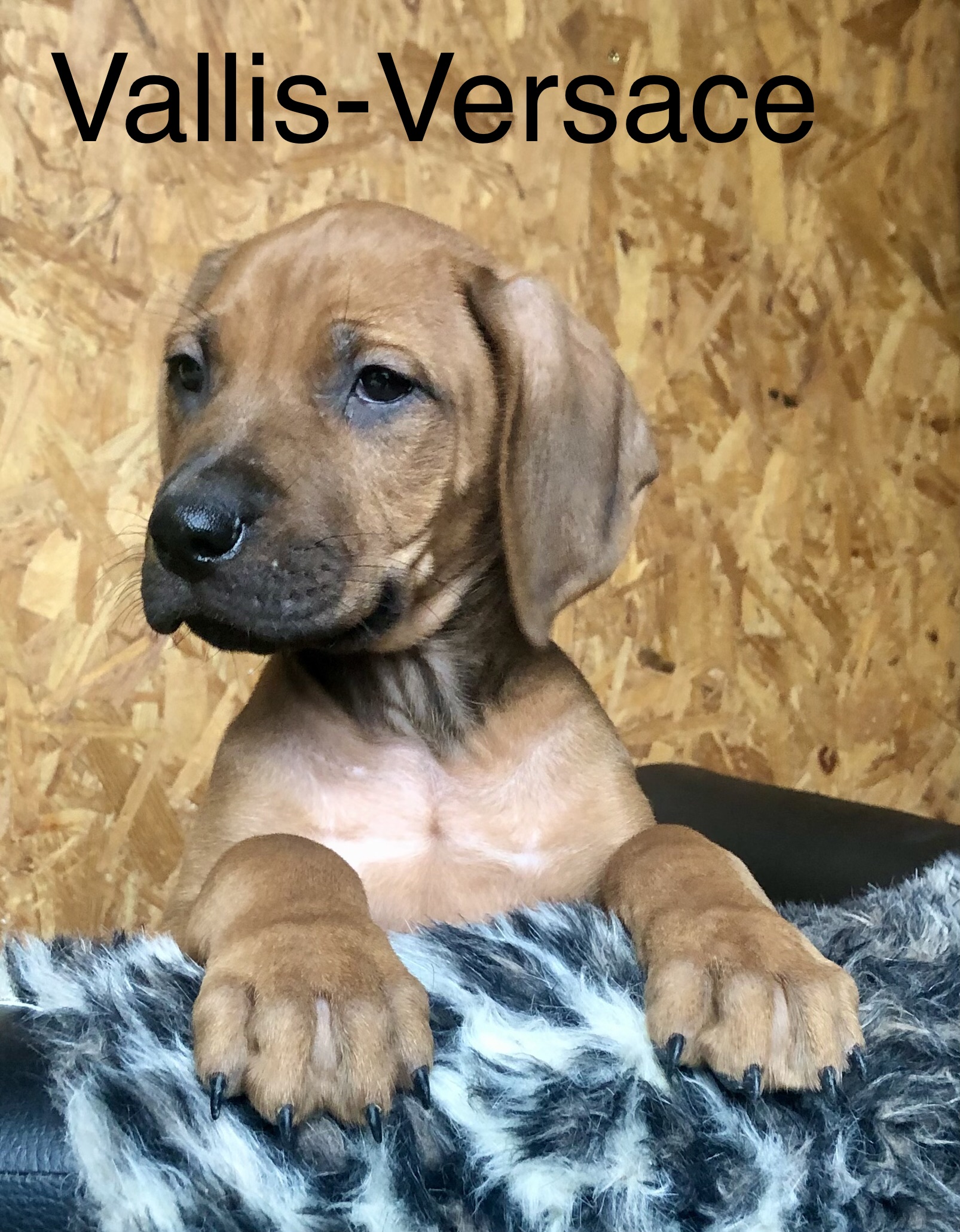 Mâle Rhodesian ridgeback a 1 h de Paris