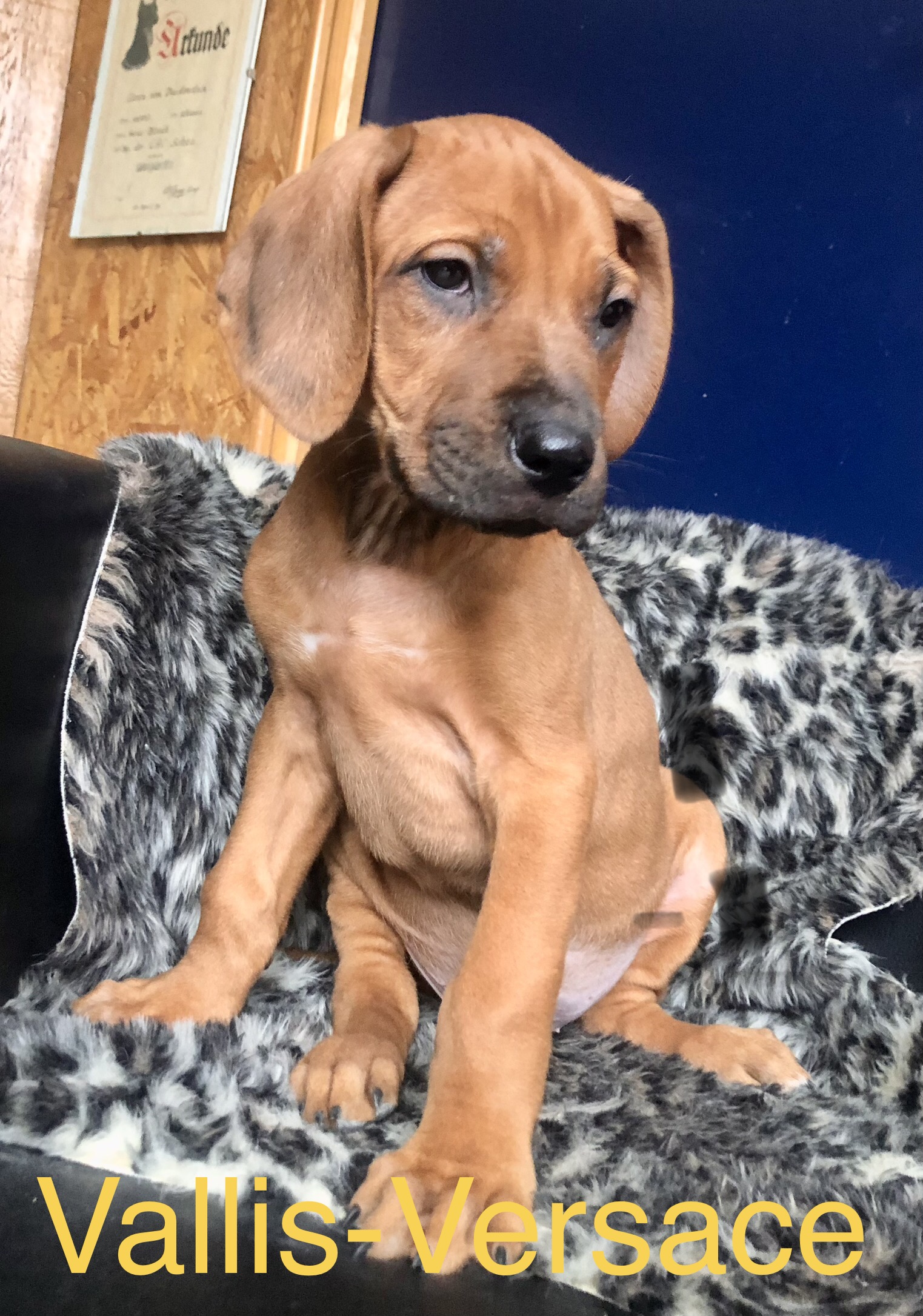 Mâle Rhodesian ridgeback a 1 h de Paris