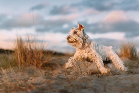 Race de chien