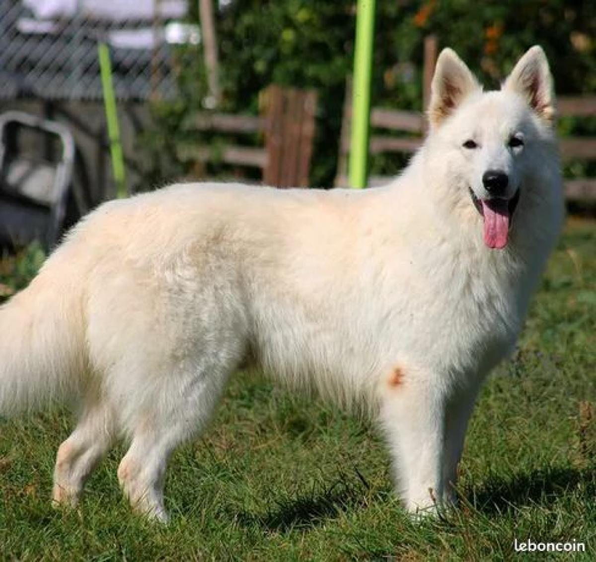 The paradise of the White wolves