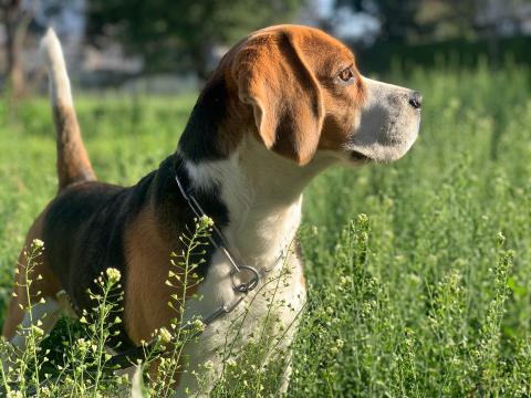 Race de chien