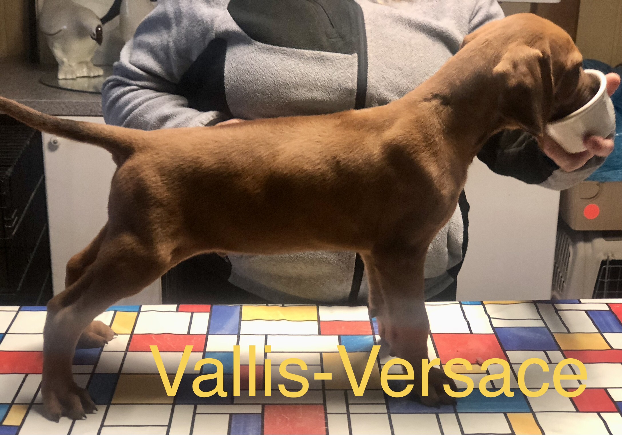 Mâle Rhodesian ridgeback a 1 h de Paris