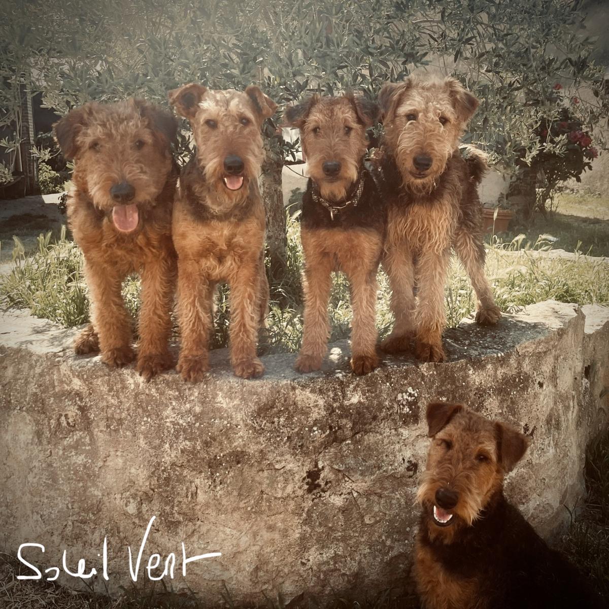 Elevage du Soleil Vert