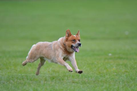 Race de chien