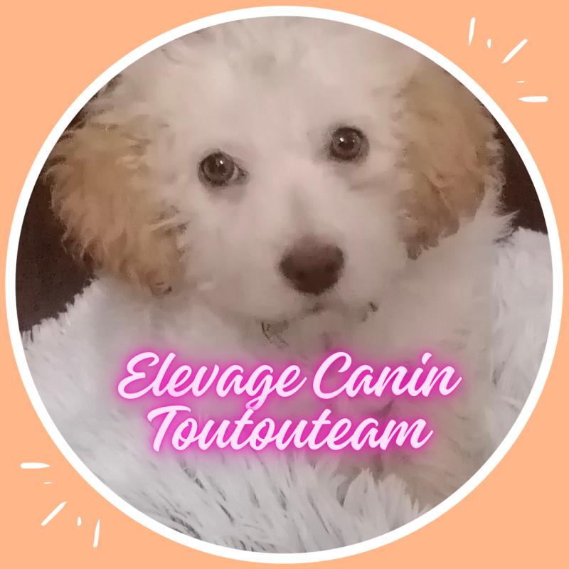 Elevage Canin Toutouteam