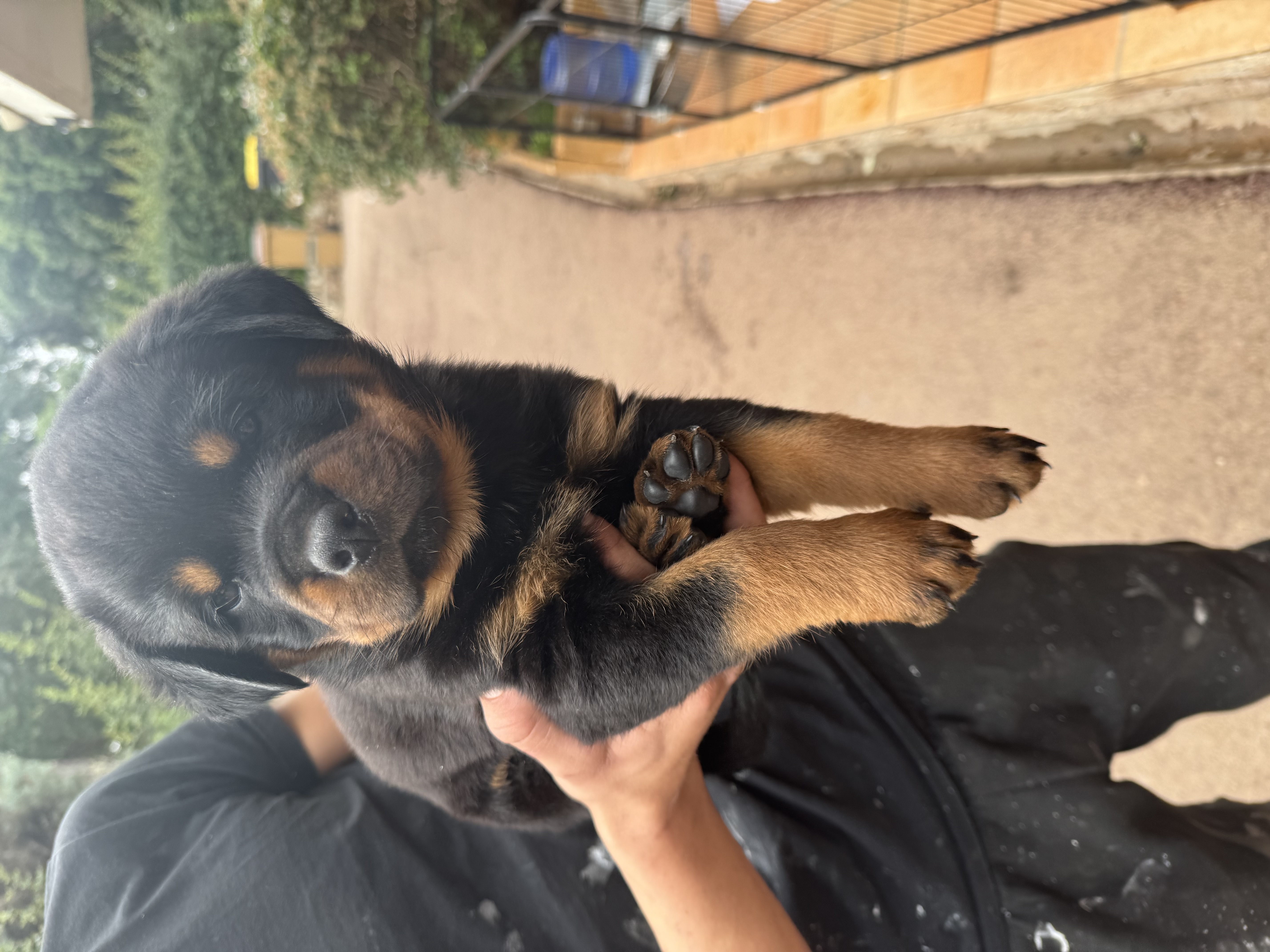 CHIOT ROTTWEILER MALE