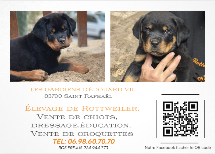 CHIOT ROTTWEILER MALE