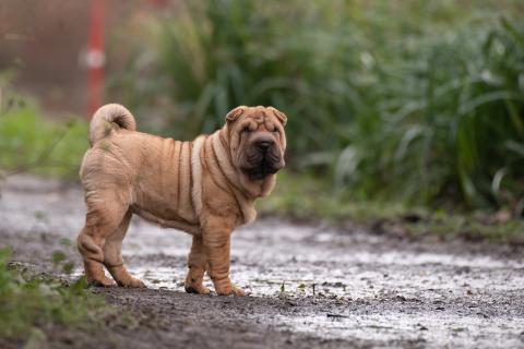 Race de chien