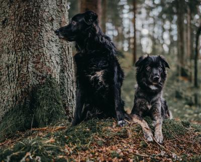 Choisir entre un chiot et un chien adulte : les avantages et les inconvénients