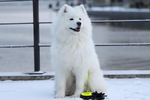 Race de chien