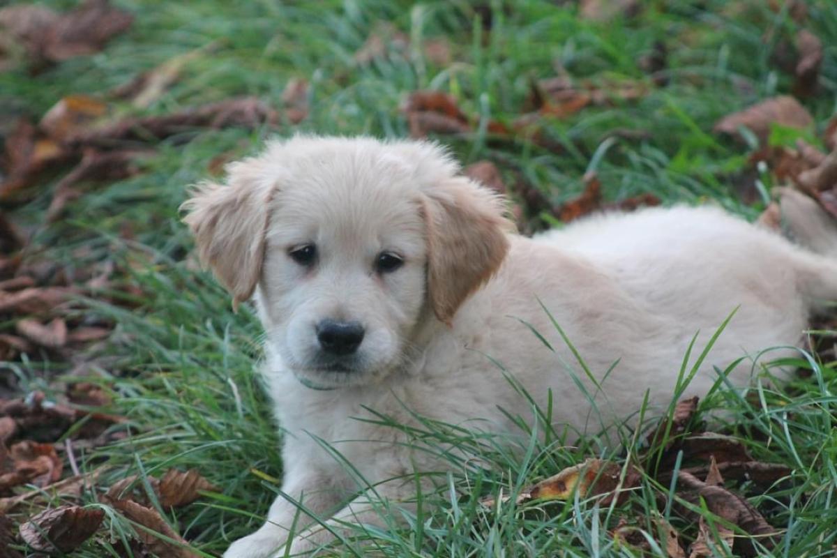 Élevage de l’Arche de Lolita