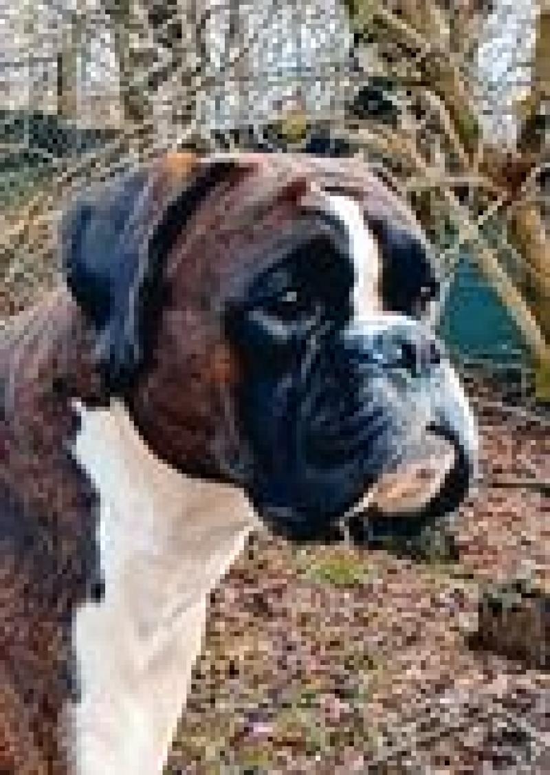 AURELIO OF HOUSE BAIRON