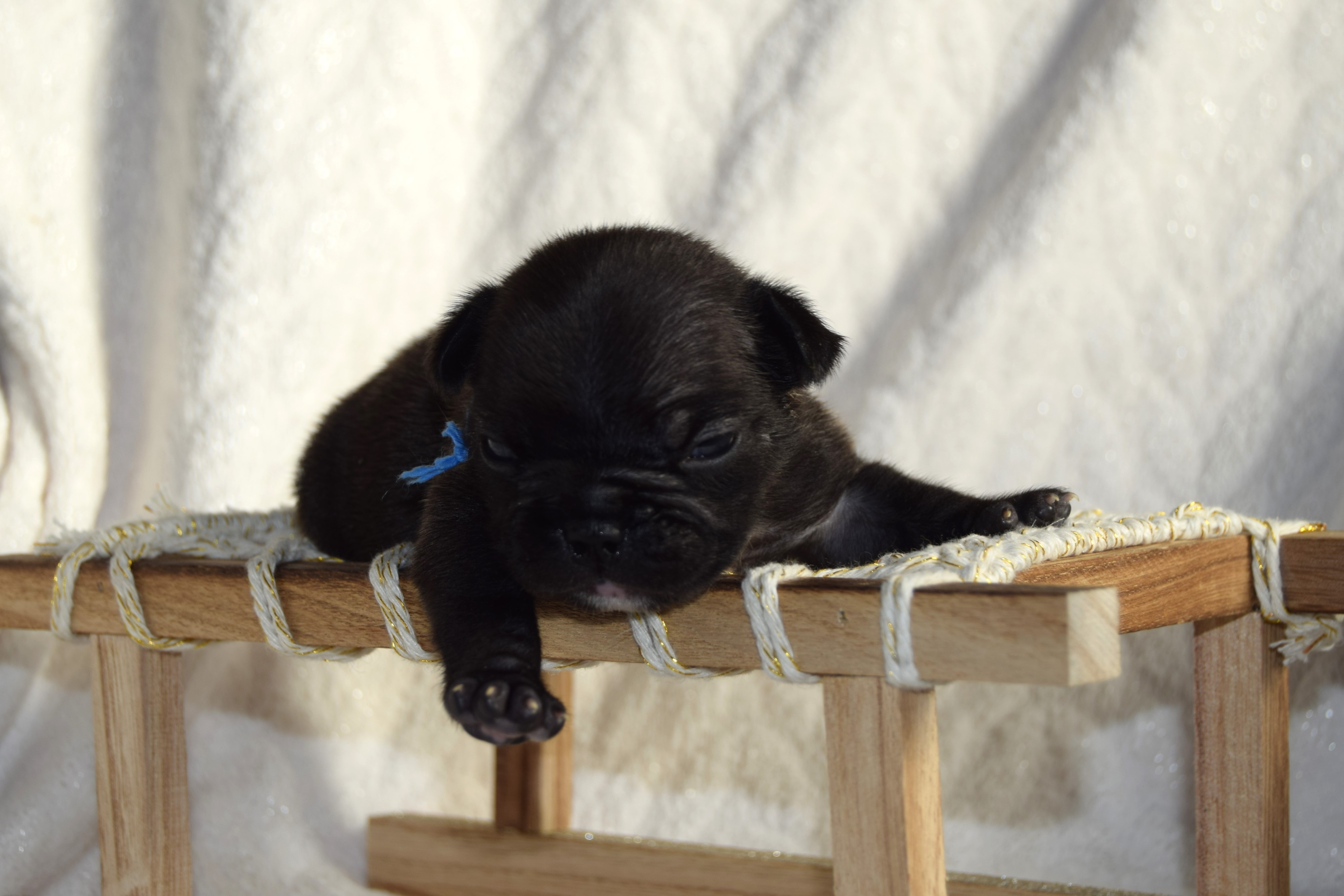 Chiot Mâle bringé Bouledogue Français