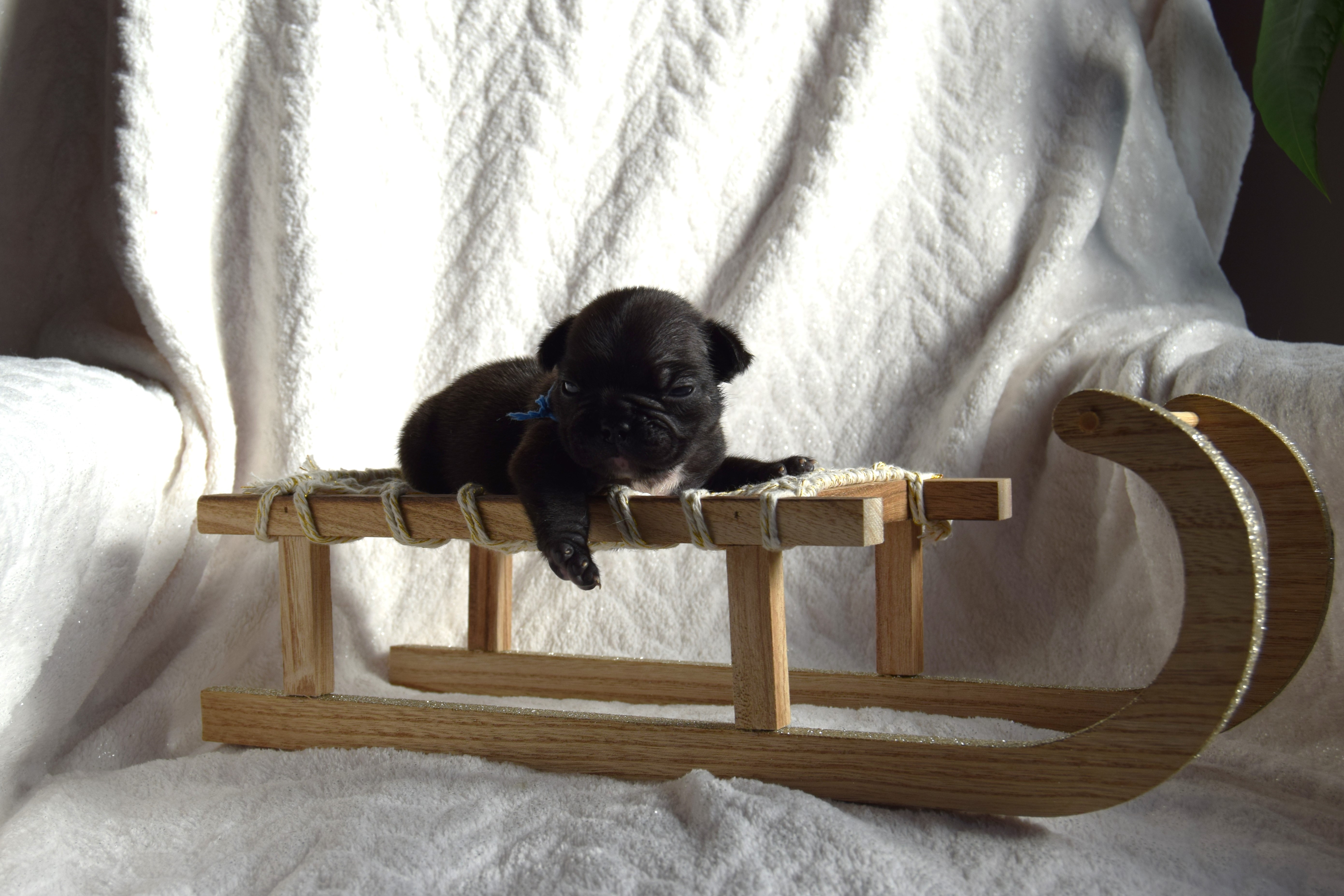 Chiot Mâle bringé Bouledogue Français