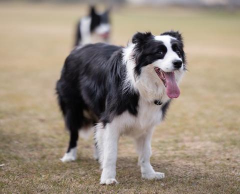 Race de chien