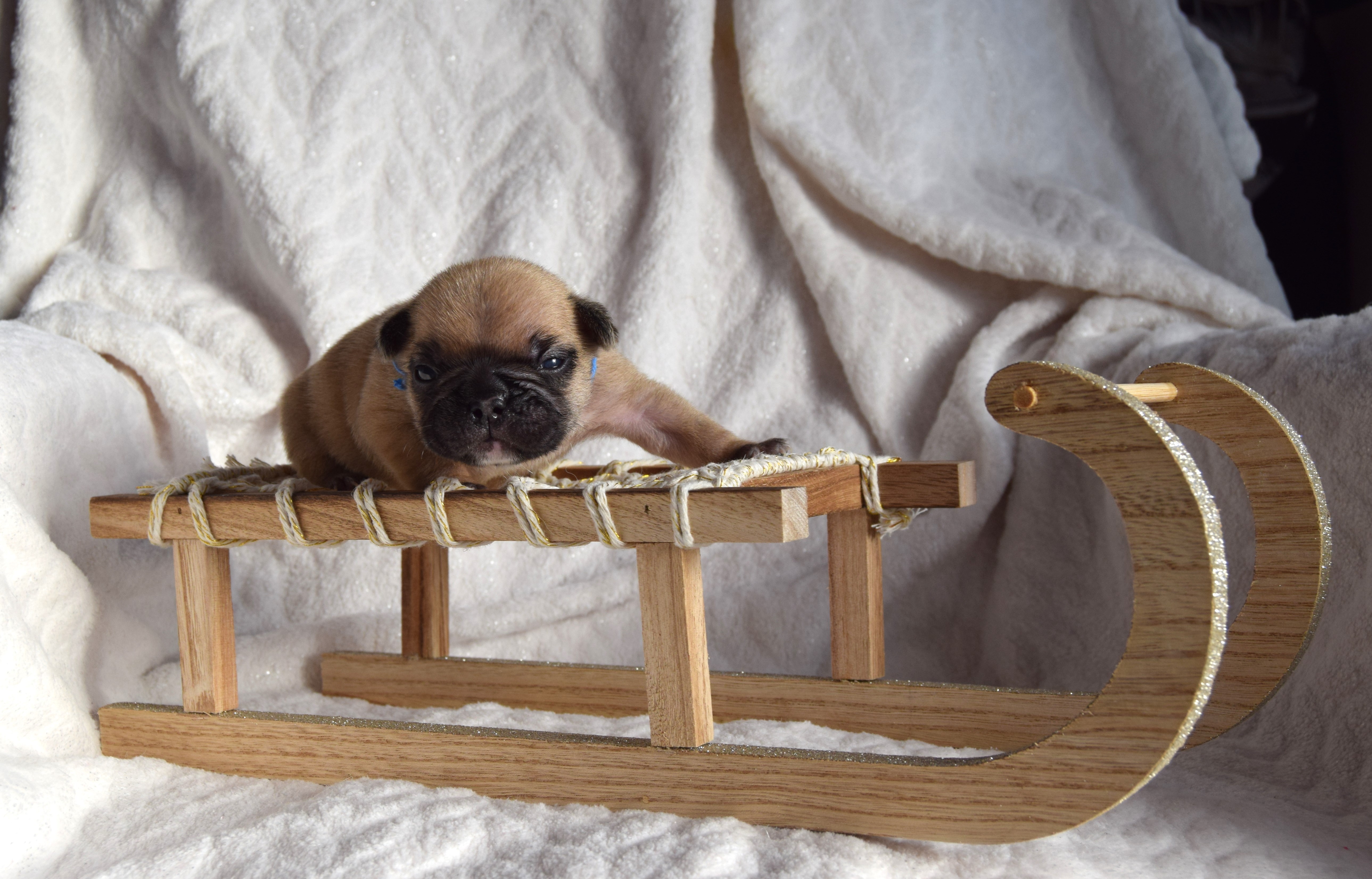 Mâle fauve Bouledogue Français