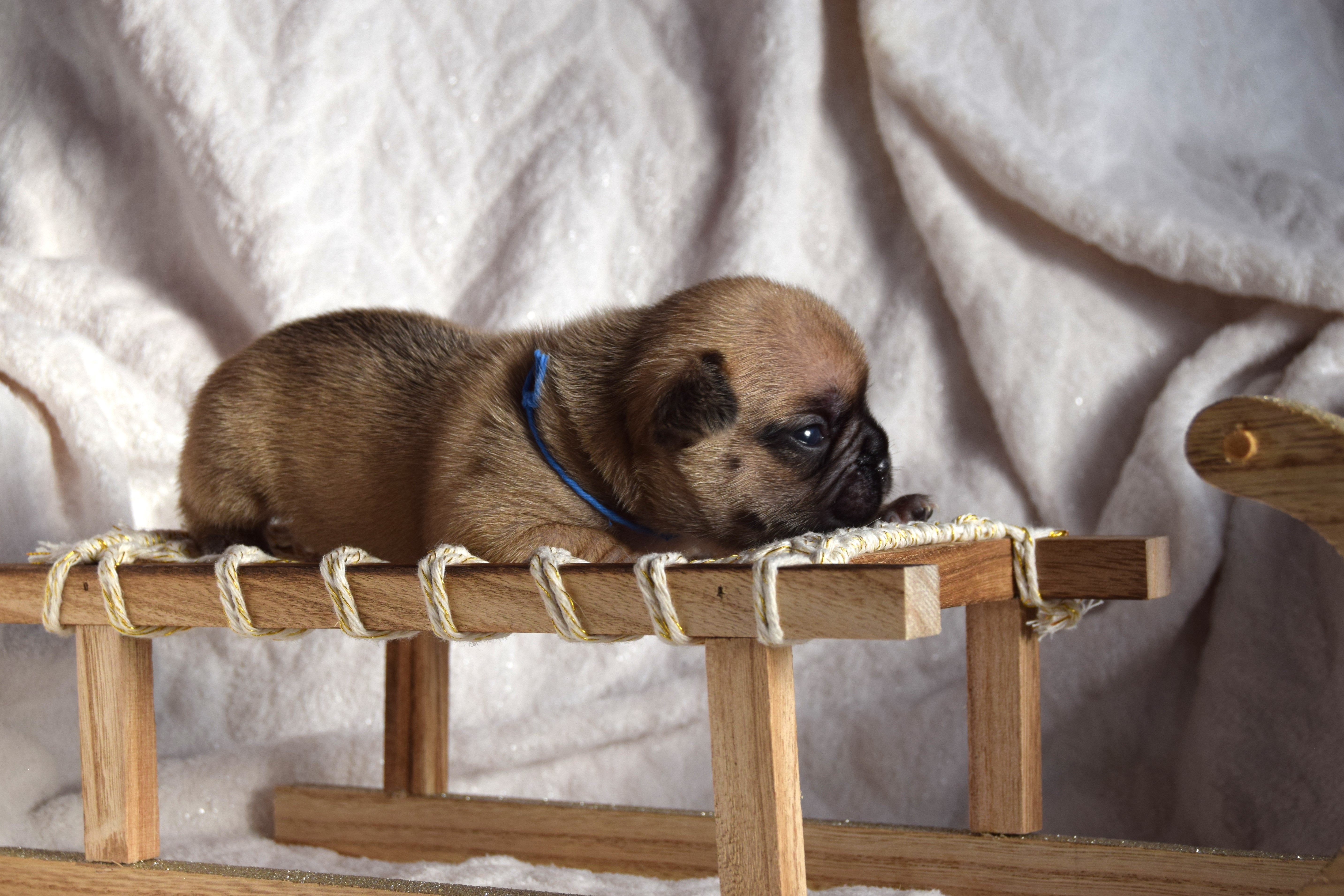 Mâle fauve Bouledogue Français