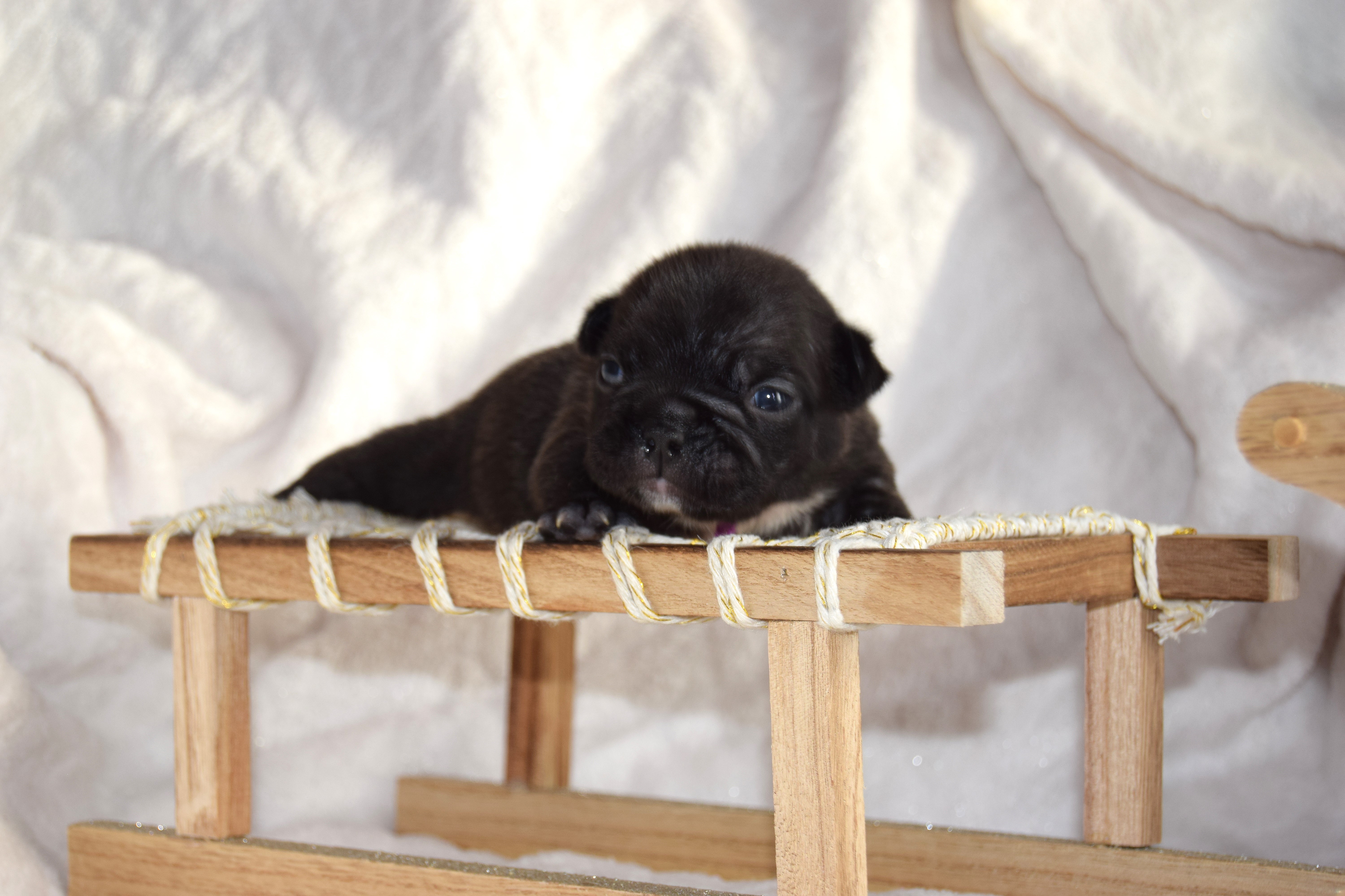 Chiot Femelle Bouledogue Français bringée