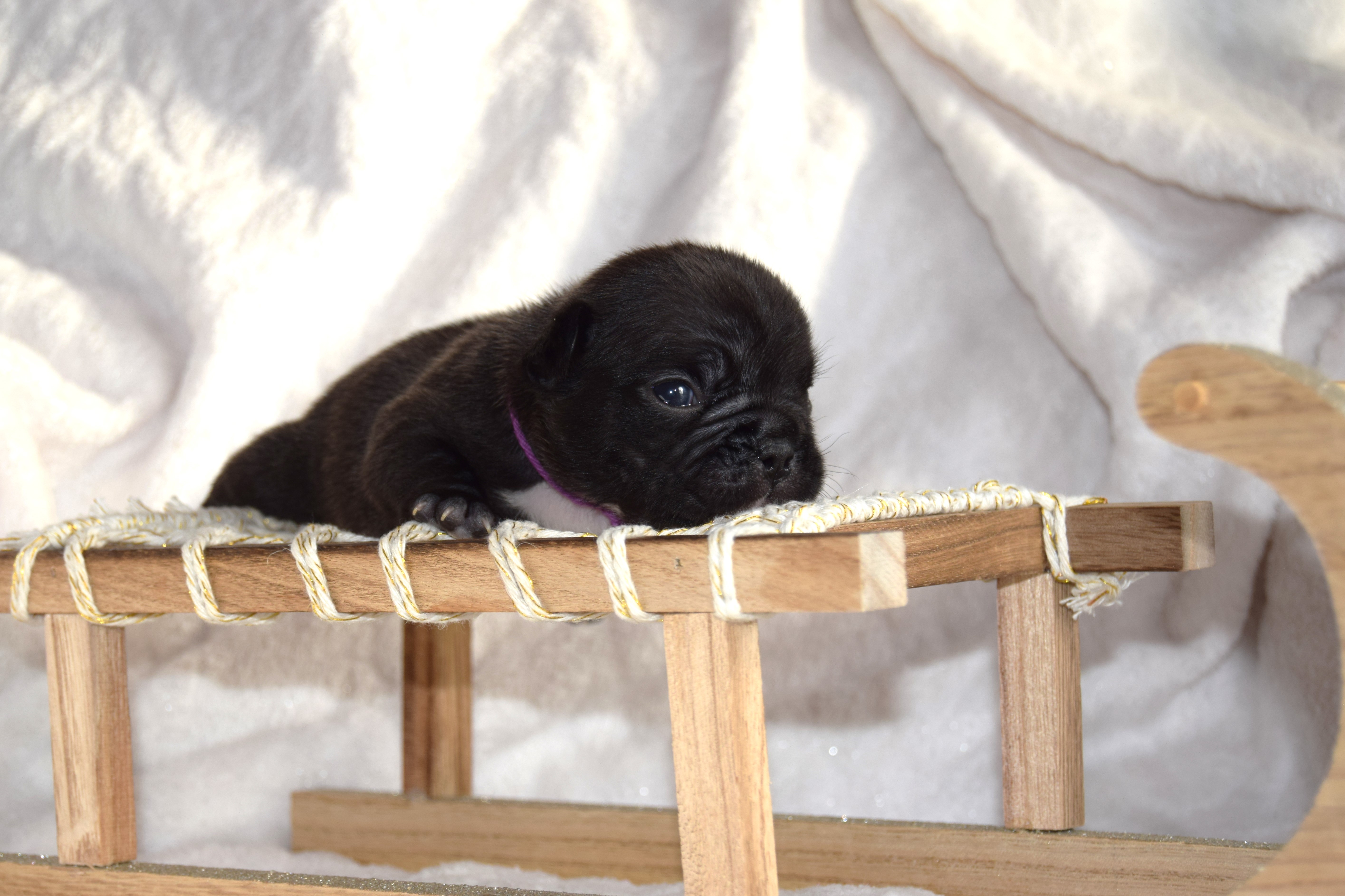 Chiot Femelle Bouledogue Français bringée