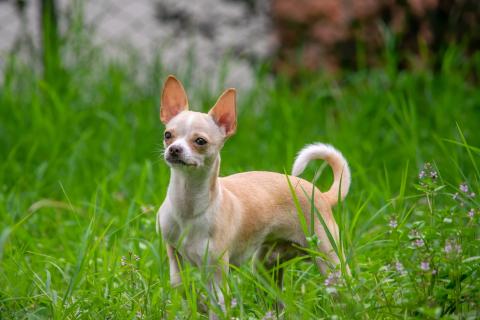 Race de chien