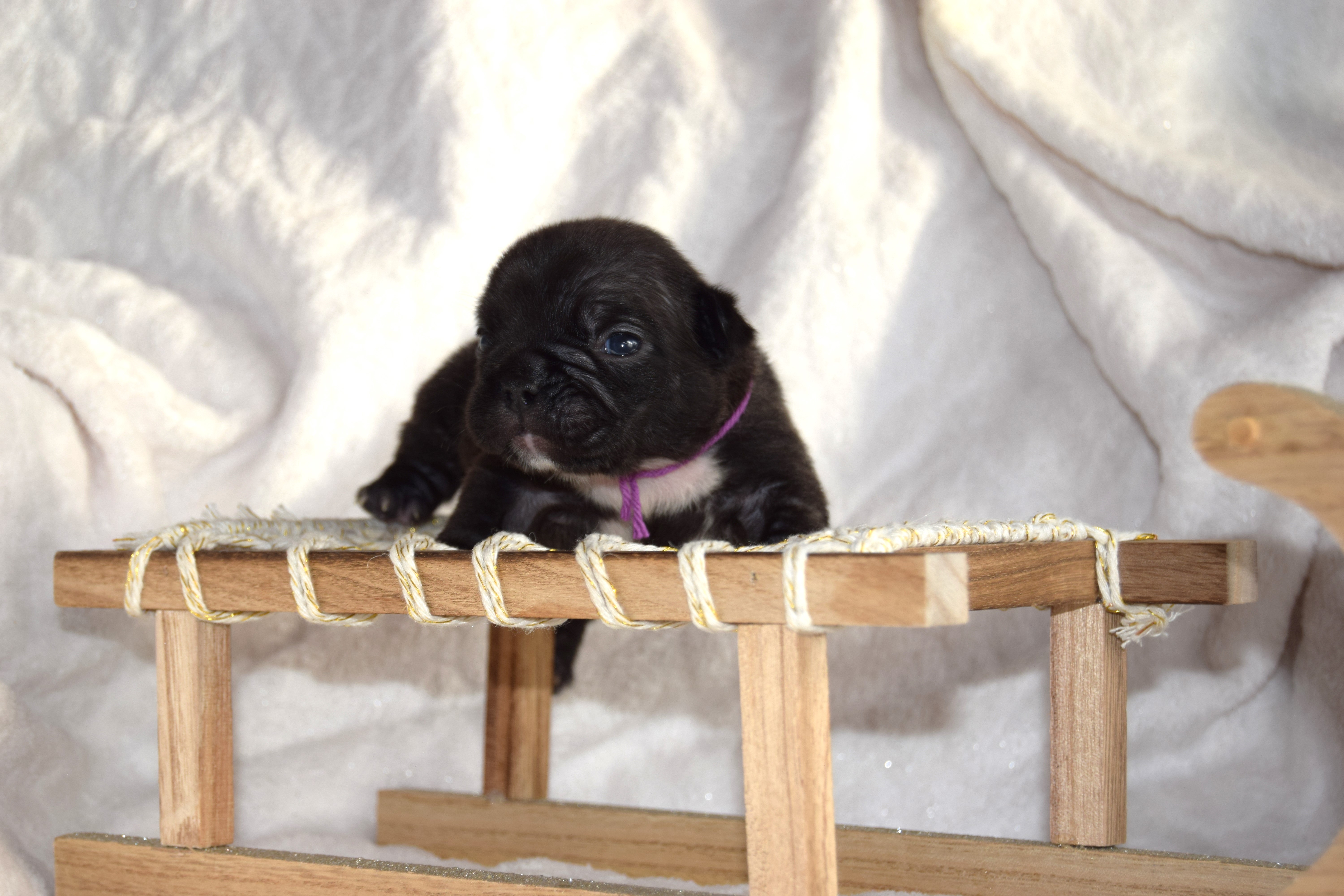 Chiot Femelle Bouledogue Français bringée