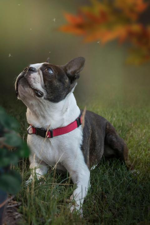 Photo d'un chien de race Terrier De Boston