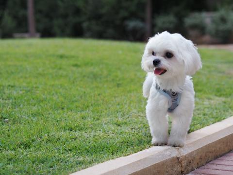 Photo d'un chien de race Bichon Maltais
