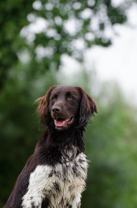 Photo d'un chien de race Petit épagneul de münster